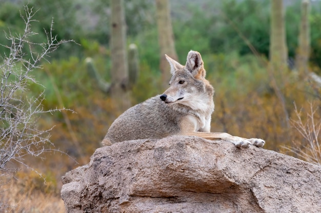 Coyote Rustend op een rots in de Sonora-woestijn in Zuid-Arizona