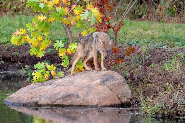 Coyote staande op een rotsblok in de buurt van water in de herfst