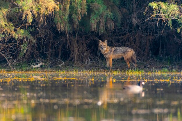 Foto un coyote si trova nell'acqua davanti a un albero.