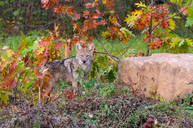 Foto coyote nel bosco con i colori dell'autunno