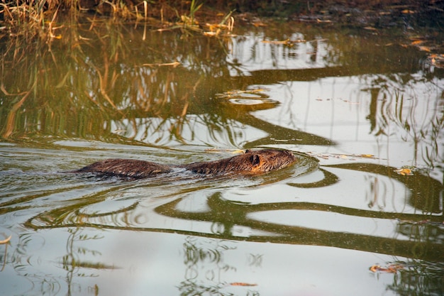 Coypu in de vijver