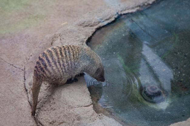 Coypu or nutria or type of beaver drinking or feeding on roots in a stream in Italy Latin name myocastor coypus