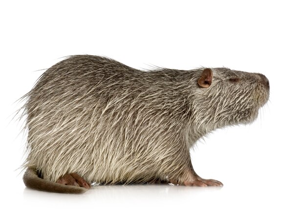 Coypu or Nutria on white