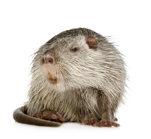 Coypu or Nutria on white