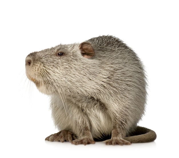 Coypu or Nutria on white