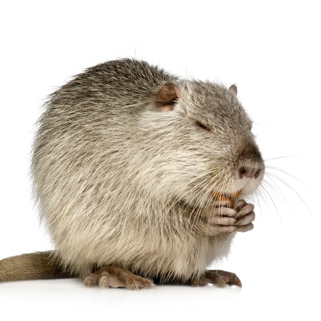 Coypu or Nutria on white