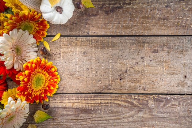 Cozy autumn background with with colorful flowers, red yellow leaves, white pumpkins and warm plaid, sweater on rustic wooden background. Fall, thanksgiving day concept. Flat lay, top view, copy space