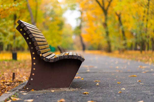 Cozy bench for rest in an autumn park with yellow leaves. Autumn mood