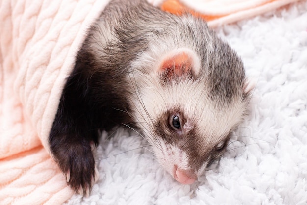 The cozy ferret is sleeping