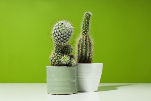 Cozy hobby growing house or indoor plants - cactus