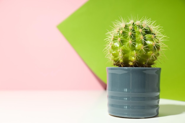 Cozy hobby growing house or indoor plants - cactus