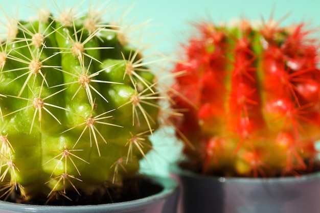 Cozy hobby growing house or indoor plants - cactus