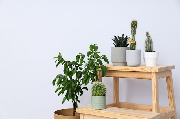 Cozy hobby growing indoor plants at home