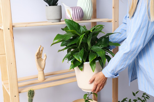 Cozy hobby growing indoor plants at home