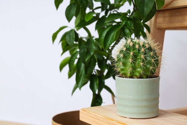 Cozy hobby growing indoor plants at home