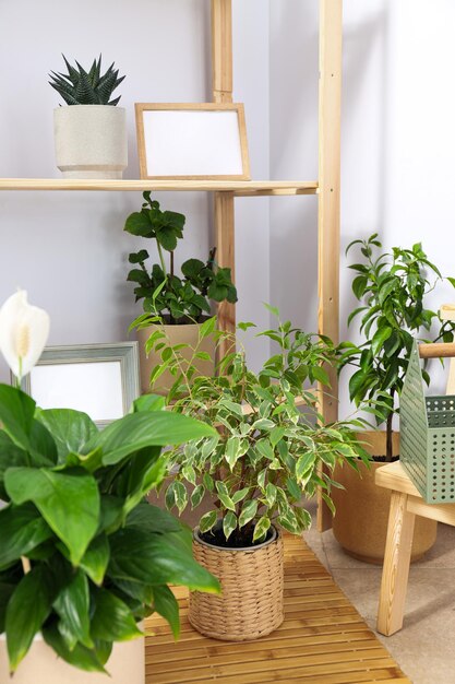 Cozy hobby growing indoor plants at home