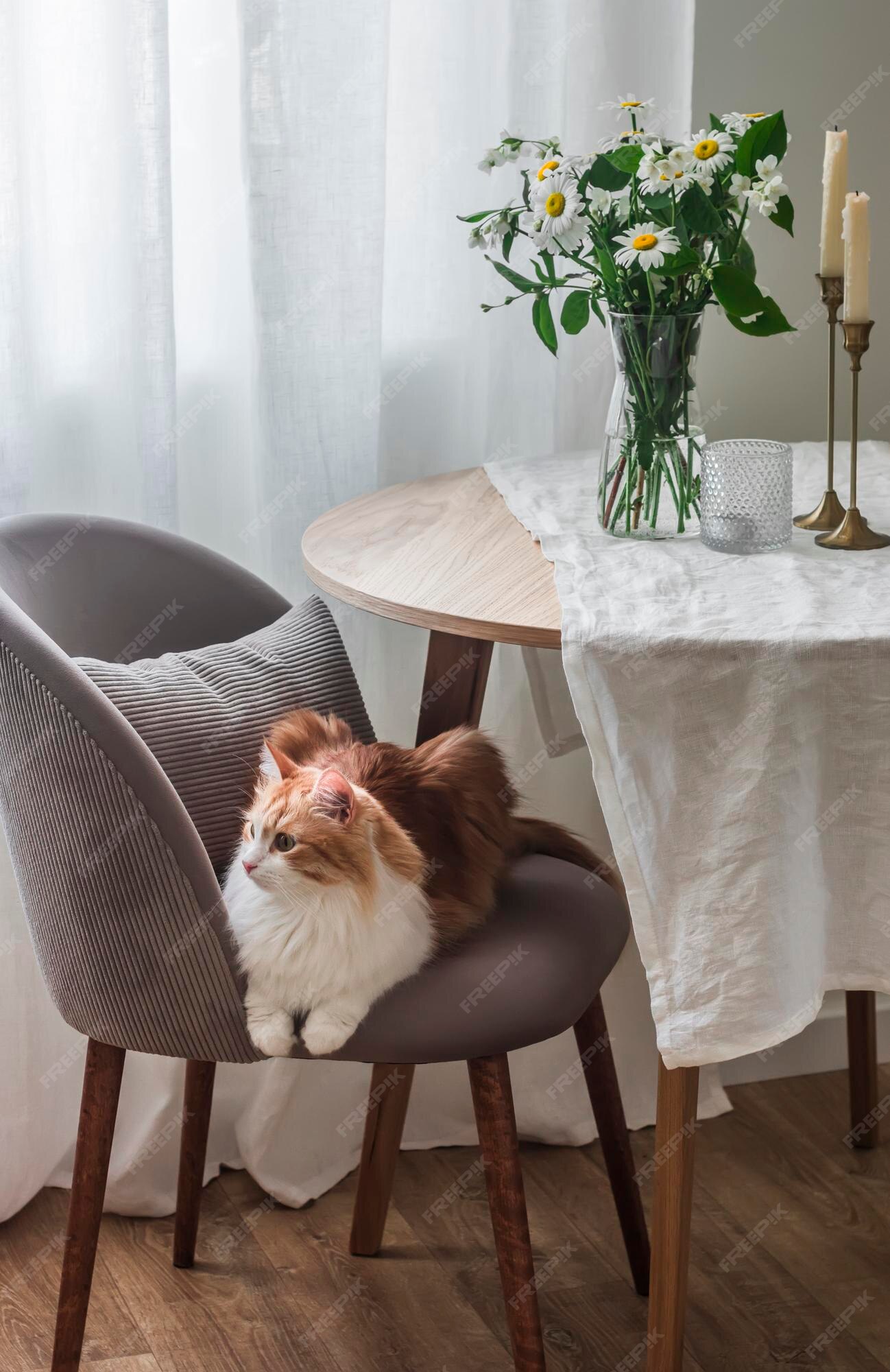 Cats and Furniture: A Roundtable