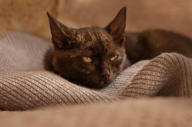 Cozy nap time and sleep Cosy sleeping cat on warm blanket