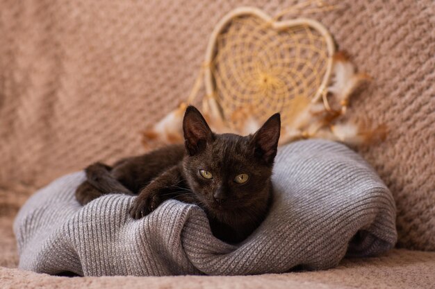 Cozy nap time and sleep Cosy sleeping cat on warm blanket