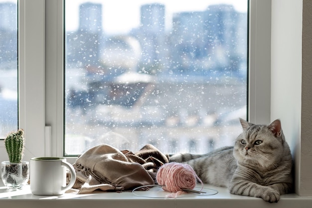 Cozy scene at the window with a gray cat