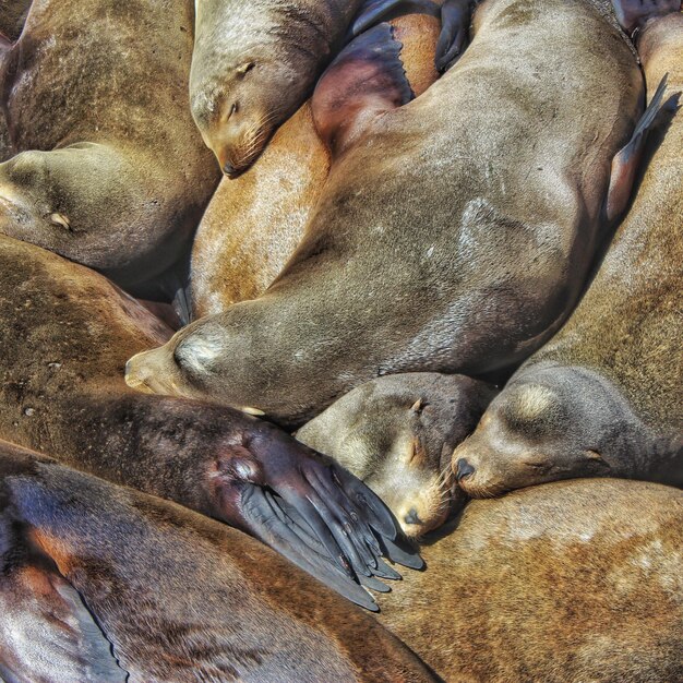 Photo cozy sealions