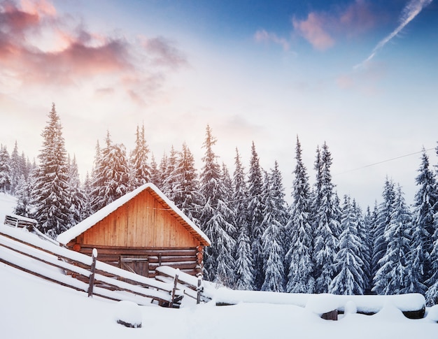 雪山の高い居心地の良い木造の小屋。背景に素晴らしい松の木。放棄されたコリバ羊飼い。カルパティア山脈。ウクライナ、ヨーロッパ