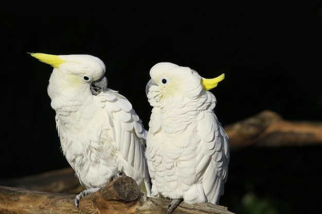 cpuple van witte papegaai