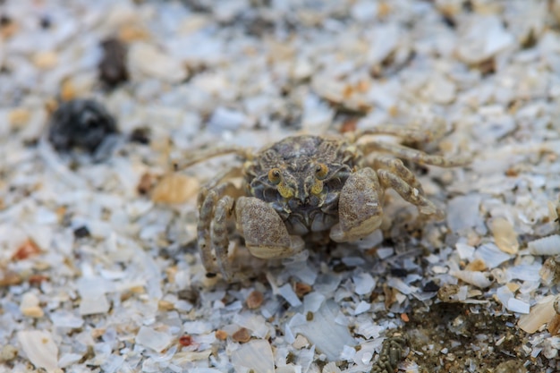 Crab on a background of sand