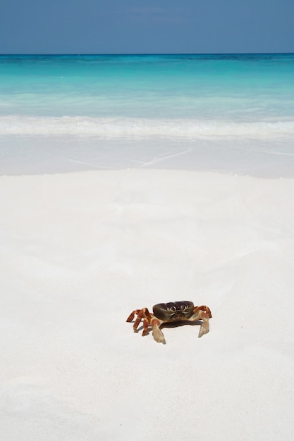 Granchio sulla spiaggia, thailandia