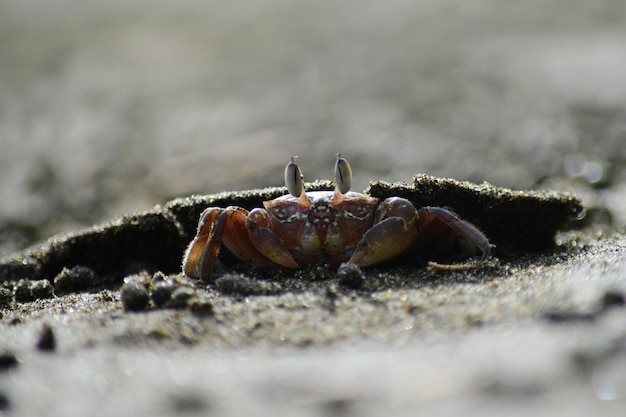 浜辺のカニ