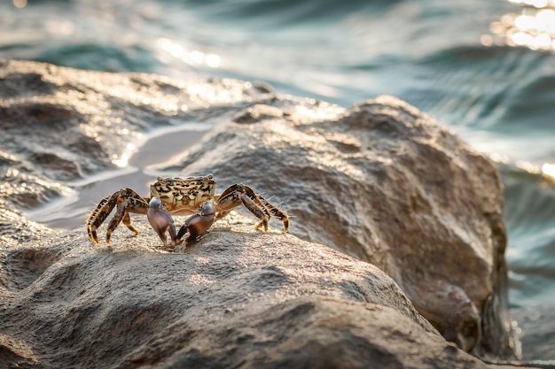 Crab on the beach