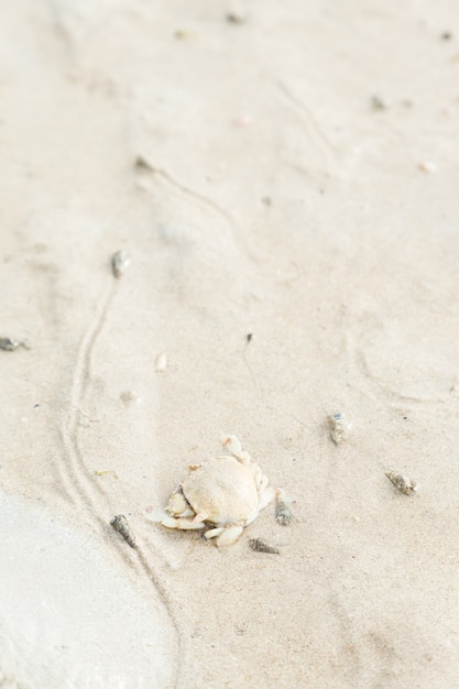 Foto granchio sulla spiaggia