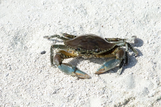 Crab on beach