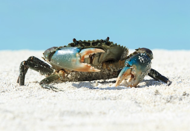 Photo crab on beach