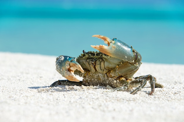 Crab on beach