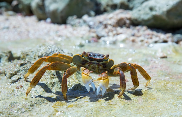 Crab on beach