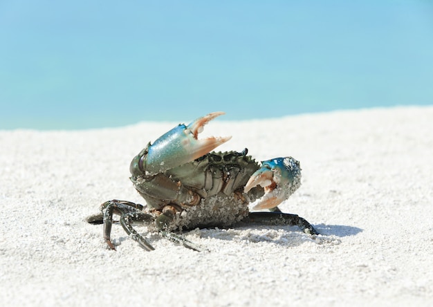 Foto granchio sulla spiaggia