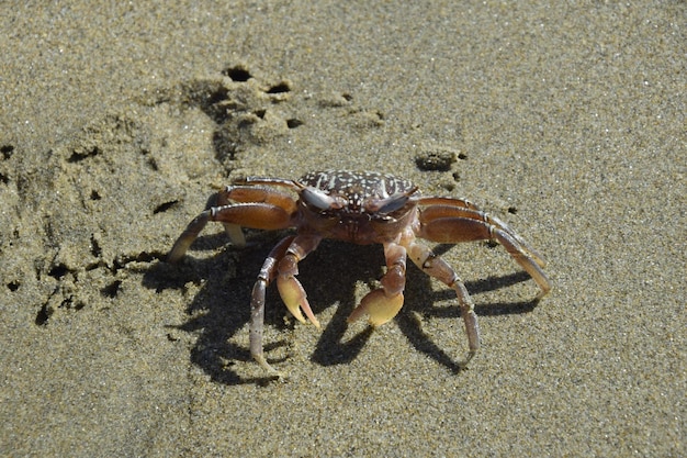Foto primo piano del granchio nella sabbia sulla spiaggia mancora perù