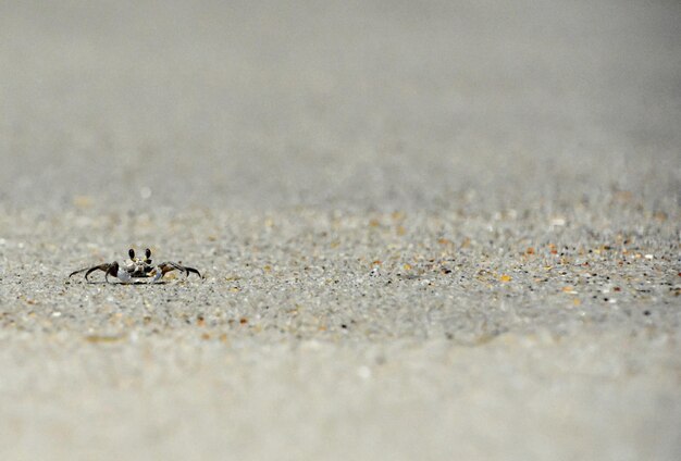 Photo crab crawling on sand