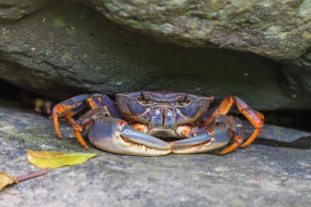 Crab crustacean in rainforest