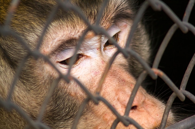 動物園でカニを食べるマカク