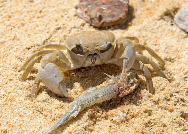 Crab eats a fish