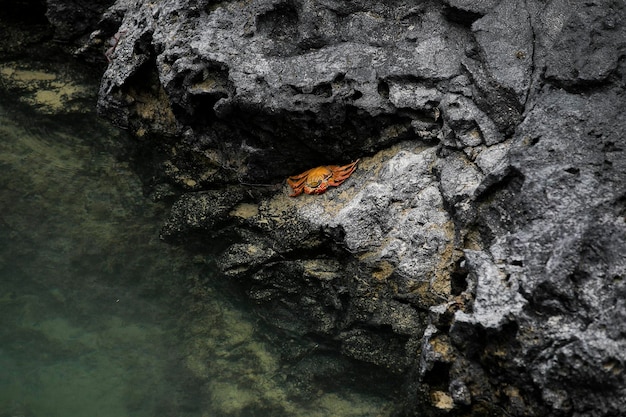 Foto granchio delle galapagos