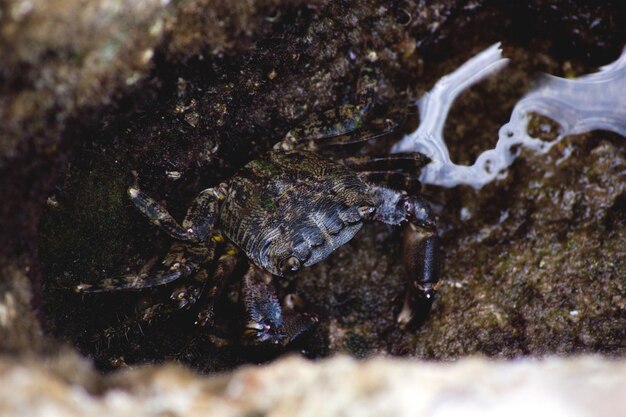 写真 岩の中に隠れているカニ