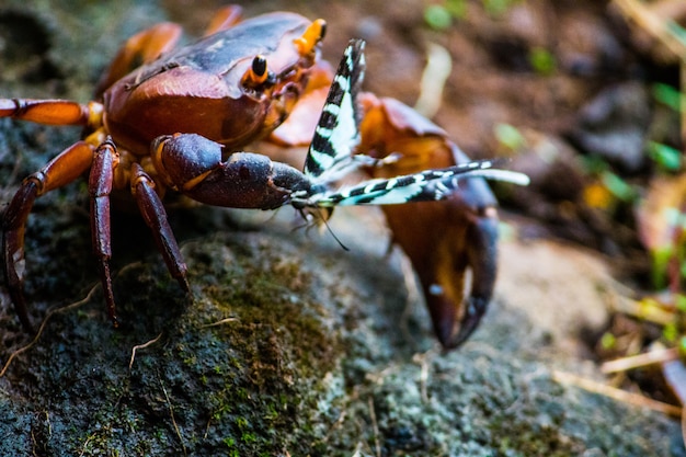 Photo crab hunting butterfly