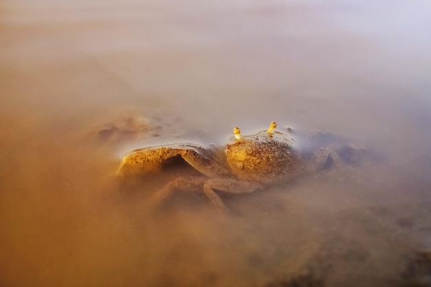 写真 水中のカニ