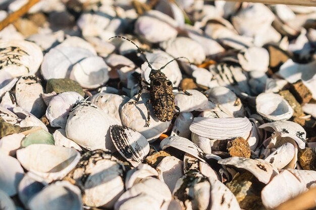 Photo a crab is laying on the ground with shells