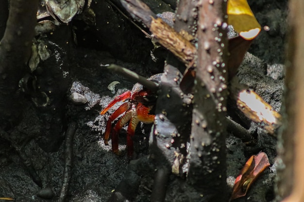 Photo a crab is in a puddle of water and has a red head