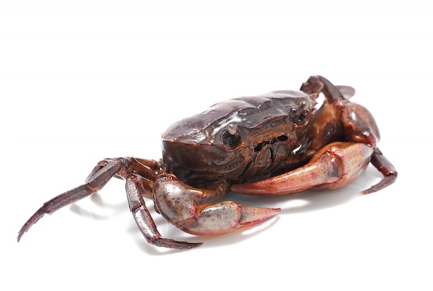 Crab isolated isolated