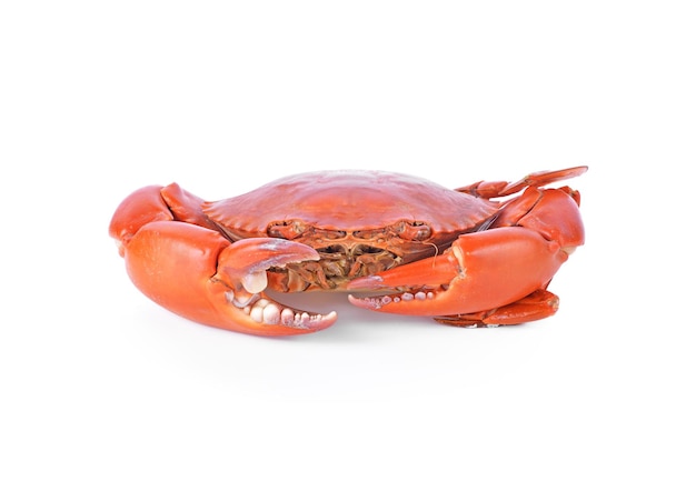 Crab isolated on white background